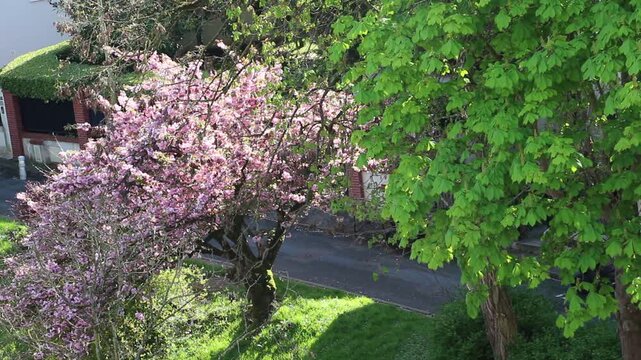 Spring in Paris. Sakura and cherry sway on a wind with blue sky and sun glares at the sunny midday. Blossom falls on a photo lens. High resolution video.	