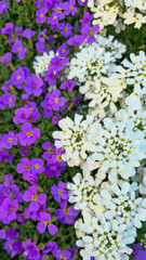 Fototapeta premium Close-up of small white and purple flowers growing in a flower bed