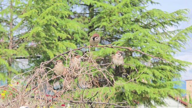 

flock of Eurasian Tree Sparrows bickering and establishing dominance on a branch
나뭇가지 위에서 자리를 다투며 텃세를 부리는 참새 무리 #001

