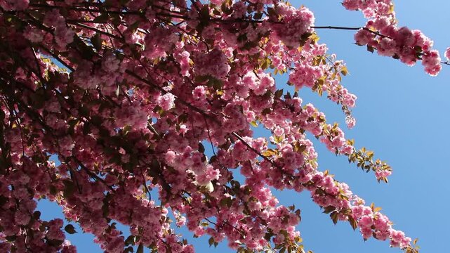 Spring in Paris. Sakura and cherry sway on a wind with blue sky and sun glares at the sunny midday. Blossom falls on a photo lens. High resolution video.	