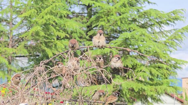 

flock of Eurasian Tree Sparrows bickering and establishing dominance on a branch
나뭇가지 위에서 자리를 다투며 텃세를 부리는 참새 무리 #002
