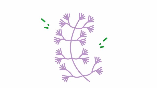 Suitable for educational materials on aquatic plants, biology textbooks, science blogs, and presentations on freshwater ecosystems. Perfect for botanical references.