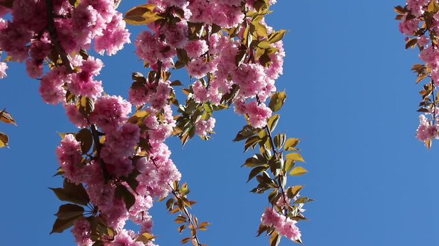 Spring in Paris. Sakura and cherry sway on a wind with blue sky and sun glares at the sunny midday. Blossom falls on a photo lens. High resolution video.	