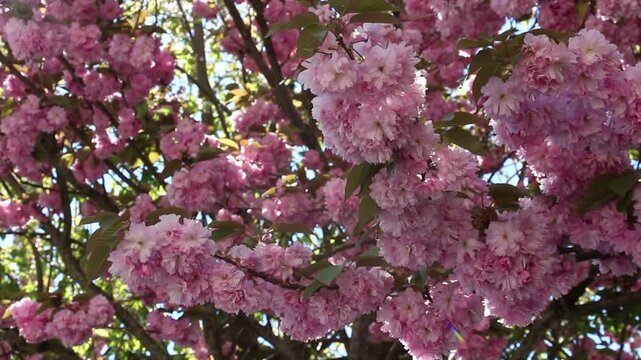 Spring in Paris. Sakura and cherry sway on a wind with blue sky and sun glares at the sunny midday. Blossom falls on a photo lens. High resolution video.	