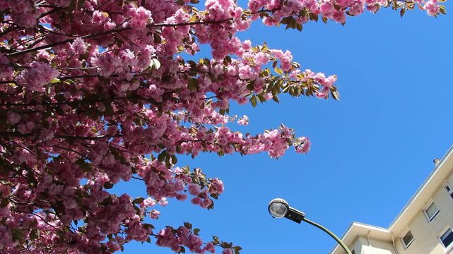 Spring in Paris. Sakura and cherry sway on a wind with blue sky and sun glares at the sunny midday. Blossom falls on a photo lens. High resolution video.	