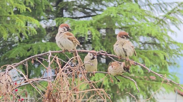 A group of sparrows perching on a branch and preening wet feathers after rain
온 뒤 나뭇가지에 앉아 젖은 깃털을 고르는 참새 무리 #002