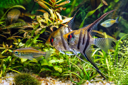 A green beautiful planted tropical freshwater aquarium with fishes,zebra angelfish pterophyllum scalare aquarium, with water plants.
