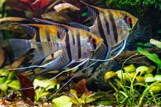 A green beautiful planted tropical freshwater aquarium with fishes,zebra angelfish pterophyllum scalare aquarium, with water plants.