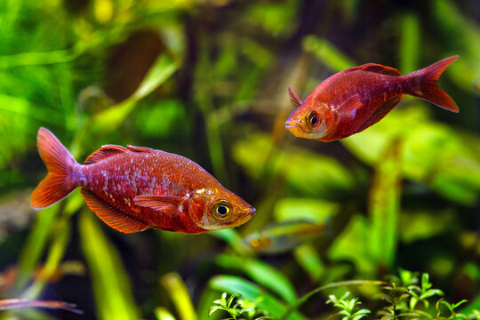 A green beautiful planted tropical freshwater aquarium with fishes and shrimps.Red Rainbowfish (Glossolepis incisus) - Freshwater fish, with water plants.