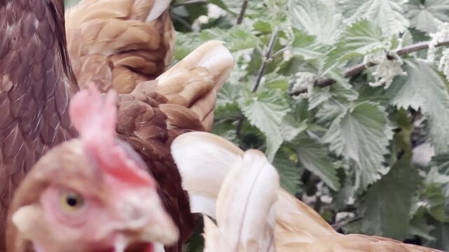 Red poultry bird turning head slow motion