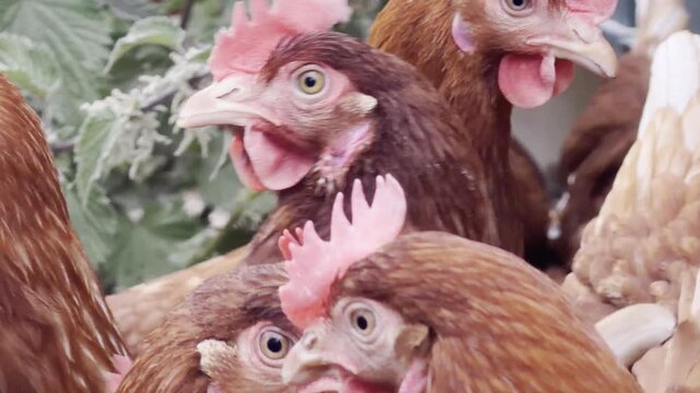 Multiple domestic fowl near green foliage 4K