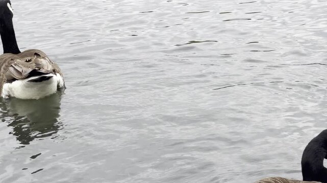 Canada goose swimming in grey water panning
