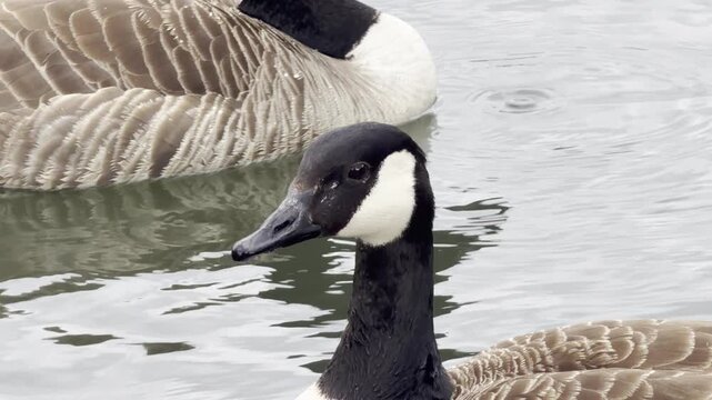 Large wild bird turning head close up