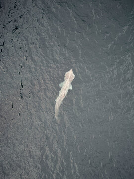 Aerial view of a large basking shark swimming near the surface of dark rippling coastal waters in Cork, County Cork, Ireland.