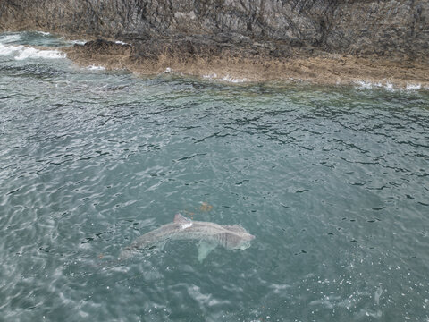 Aerial view of a basking shark swimming in the emerald coastal waters near the rugged rocky cliffs of Cork, County Cork, Ireland.