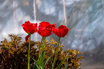 Piękne czerwone tulipany (Tulipa gesneriana) kwitnące wiosną, muskane przez majowy wiatr.  Kwiaty, o gładkich płatkach i wydłużonych łodygach, wznoszą się ponad czerwonobrązową rabatą. Światło  © Grzegorz
