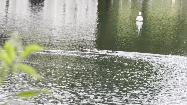 Mother duck and ducklings paddling 4K