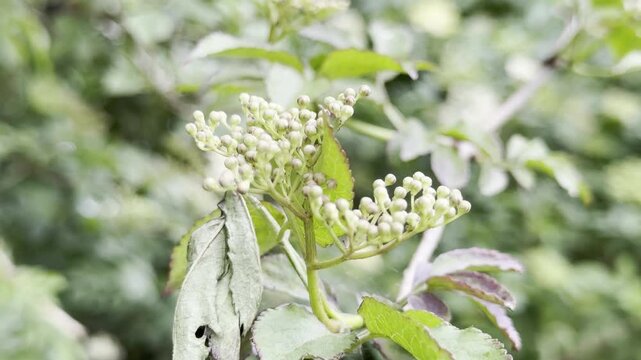 Unbloomed wild flower buds swaying 4K