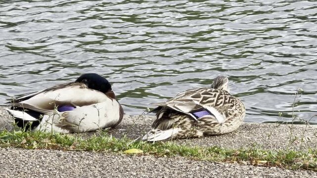 Pair of mallards sleeping on concrete bank