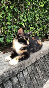 A calico cat with striking black, orange, and white fur rests peacefully on a stone ledge outdoors.