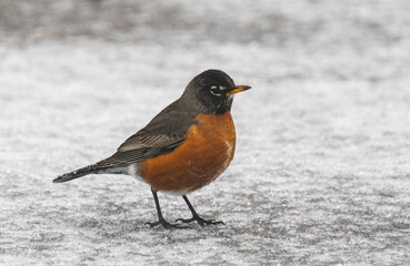 Fototapeta premium Robin in snow
