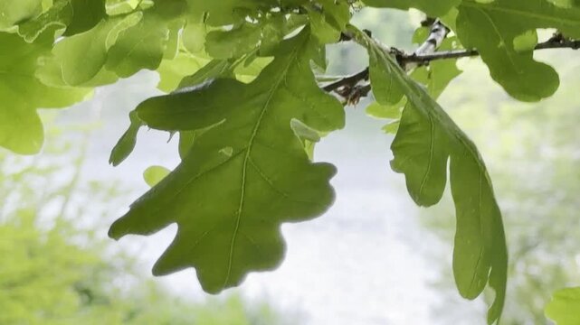 Sunlit oak foliage revealing calm lake 4K