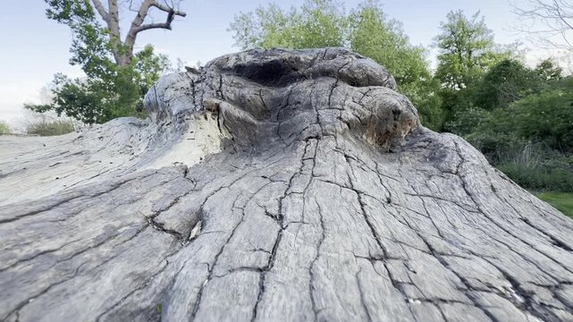 Huge grey weathered fallen log surface detail