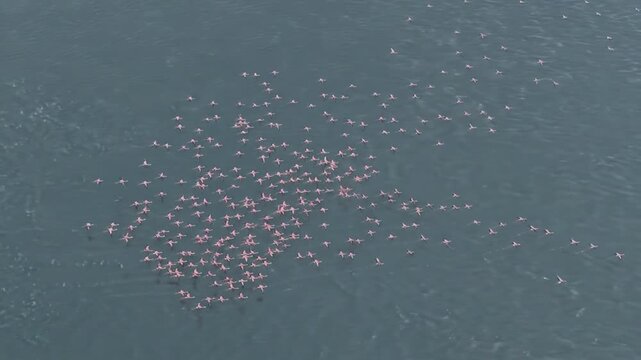 Aerial View of Large Flock of Pink Flamingos Flying Over Blue Water