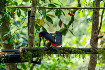 Obraz premium A pair of toucans in captivity, on display at the zoo