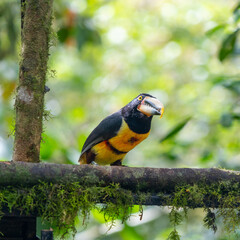 Obraz premium A pair of toucans in captivity, on display at the zoo