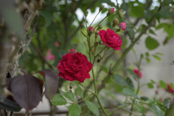 Fototapeta premium バラの花