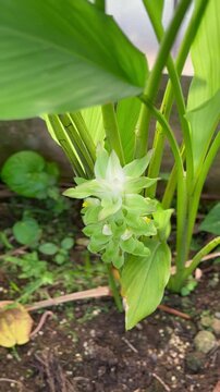 Close up of Turmeric plant