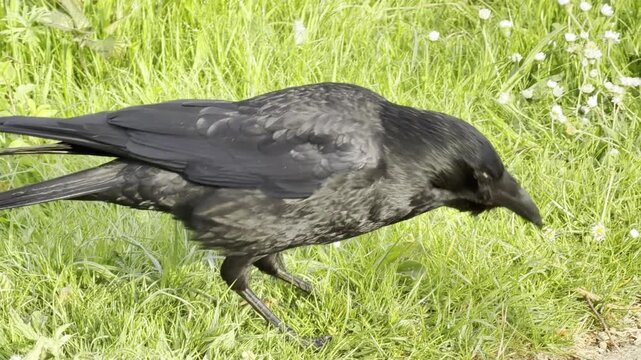 Wild crow eating in green grass detail