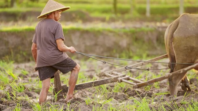 Elderly Asian Farmer in Traditional Conical Hat Plows Muddy Rice Field with Water Buffalo and Wooden