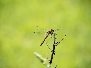 ハイキング中に出会ったトンボ。dragonfly while hiking in the mountains © Hiroko Iwai