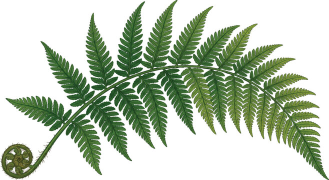 Botanical green fern leaf vector illustration, realistic forest foliage frond with fiddlehead, tropical plant branch isolated on white background