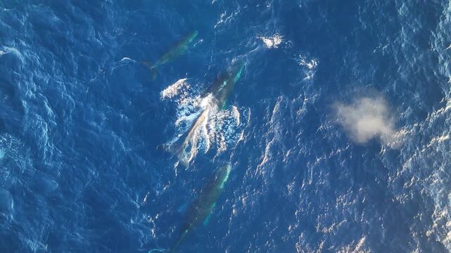 Small pod of humpback whales migrating 