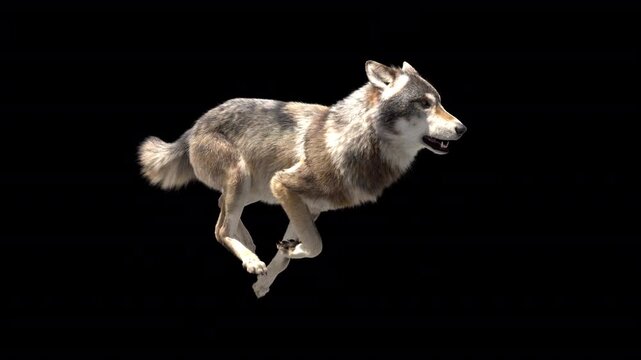 Wolf run loop 3d animation on black background 4K