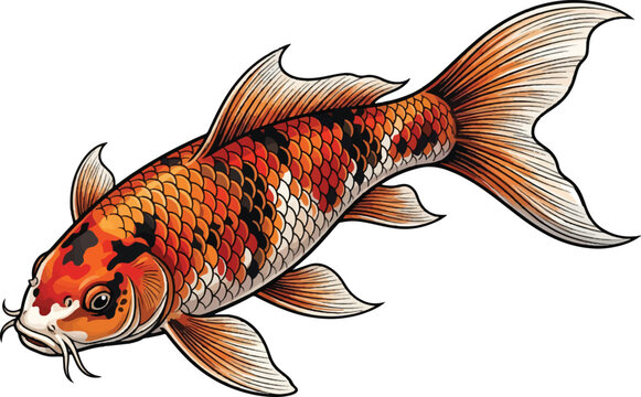 Japanese koi carp vector illustration, colorful orange and black spotted nishikigoi fish, traditional oriental pond animal isolated on white