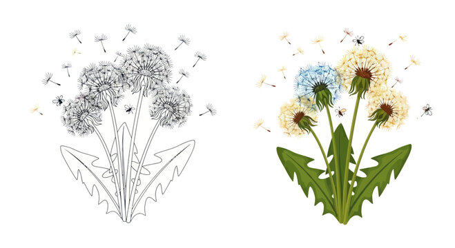 Dandelion Seed Heads and Flying Seeds Illustration - Color and Sketch Comparison