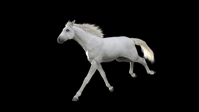 White horse gallop running animation loop