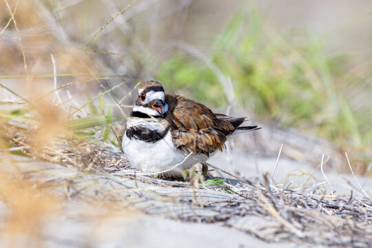 A killdeer (Charadrius vociferus) lying down and vocalizing in southwest Florida