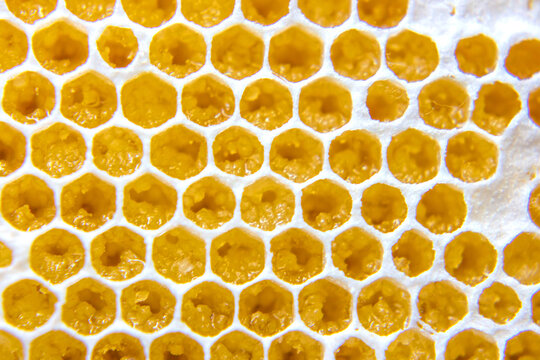 Honeycomb structure shows hexagonal cells filled with golden honey and wax, showcasing the work of bees and their hive