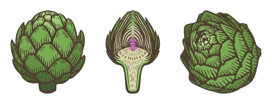 Colourful artichoke set with whole, cross section and top view variations, hand-drawn vector illustration, fresh green vegetable with line art contour, healthy food ingredient isolated