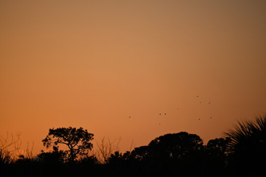 Orange Florida sunset, tree silhouettes with birds flying