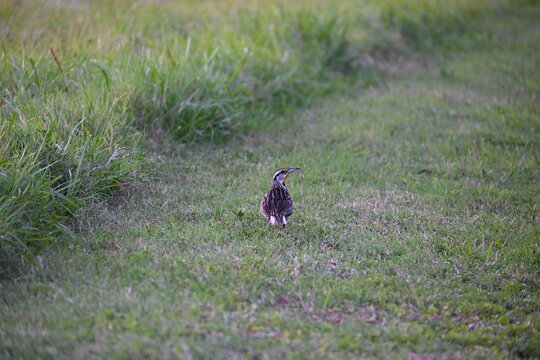 Meadowlark bird with yellow head in grass