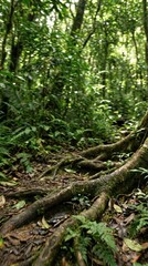 Obraz premium Dense jungle depths with intertwined roots and lush green foliage reflecting on still water creating immersive layered forest scenery