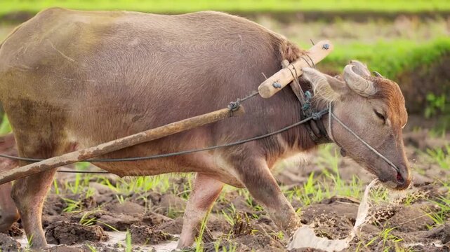 Water Buffalo Plowing a Muddy Rice Field with Traditional Wooden Equipment in Rural Southeast Asia