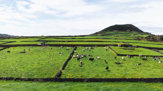 Farm Fields With Grazing Cows On Terceira Island, Azores, Portugal - Aerial Drone Shot