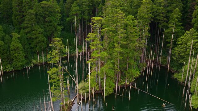 Protected Nature Of The Caldeiras Funda e Rasa Nature Reserve On Flores Island, Azores, Portugal. Aerial Shot